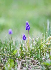 Blue muscari flowers. Mouse hyacinth plant.