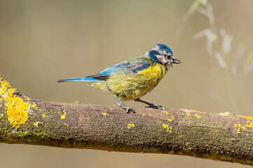 Chapim-azul, ave muito difundida e comum; desde àreas temperadas a subarticas da Europa e Ásia ocidental