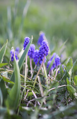 Blue muscari flowers. Mouse hyacinth plant.