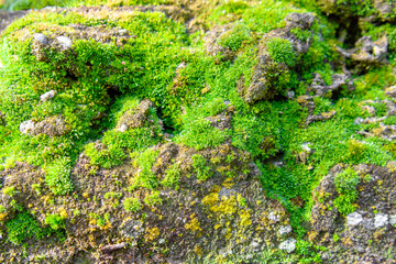 Moss texture. Moss sprouted on a stone fence. The texture can be used as a background