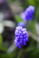 Blue muscari flowers. Mouse hyacinth plant.