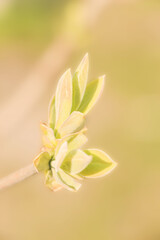 blooming leaves flooded with soft sunlight on a branch on a spring day