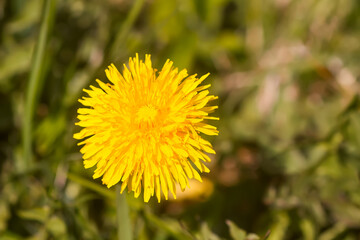 Blooming yellow dandelion flowers. Taraxacum officinale plants in garden. Springtime.