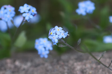 Forget me not plants. Small flowers blooming in spring garden.
