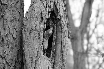 old tree trunk with moss