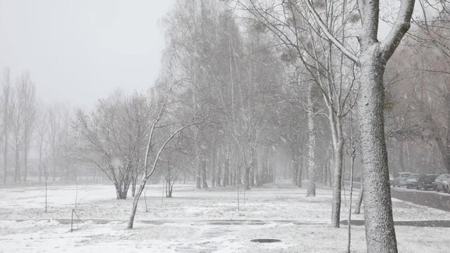 A heavy snowstorm in winter in the city will make snow among the trees. The wind whirls large snowflakes.