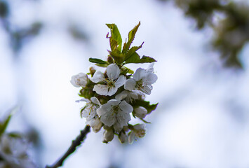 Blooming cherry tree branches on evening sky background in spring garden.