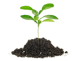 Small green plant in a mound of soil on a white background. Citrus plant.