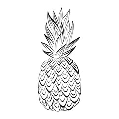 Pineapple fruit. Hand drawn black vector sketch isolated on white background. Line art. 