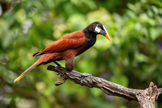 Psarocolius montezuma, Montezuma oropendola The bird is perched on the branch in nice wildlife natural environment of Costa Rica