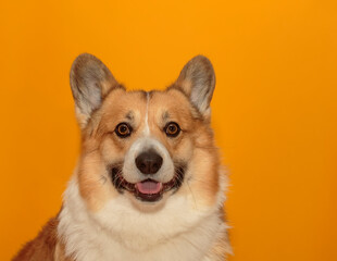 portrait of a funny corgi dog puppy with big ears on a yellow isolated background with a pretty smile