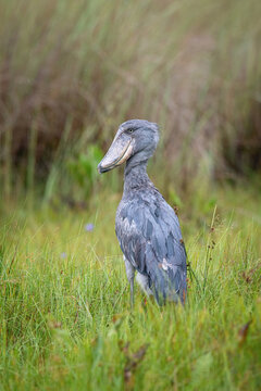 The Shoebill, Balaeniceps rex or Shoe-Billed Stork. The majestic bird of the wetlands and an excellent fisherman is in typical green environment. Walking in the grass od Uganda wetlands. ..