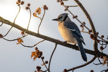 blue jay perched o tree branch