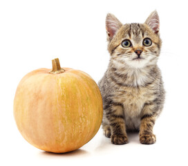 One kitten and a pumpkin.