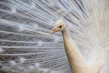Pavo real blanco