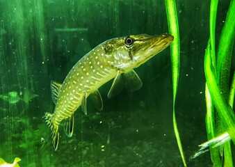 fish in the water