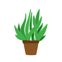 House plant in floral pot or planter. Vector illustration.