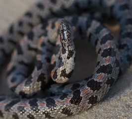 short tailed snake (Lampropeltis extenuata) with red dorsal blotched pattern; Florida endemic protected rare species in king snake family; constrictor that eats tantilla crowned snakes
