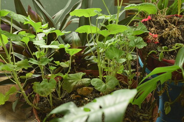Beautiful green plants in the home garden.