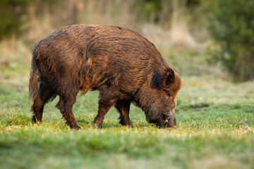 Calm wild boar, sus scrofa, male with long teeth feeding with grass on meadow in spring nature. Animal wildlife in natural environment eating at sunset.