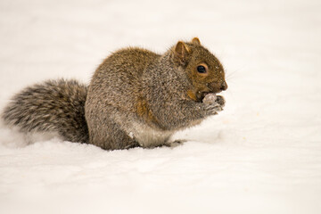 Fototapeta premium squirrel in snow