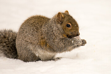 squirrel in winter