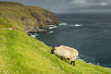 Faroe Island Postcard