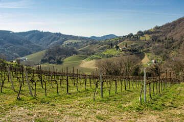 Fototapeta na wymiar Prosecco hills in spring. Vine with terraced hills in the background. Sunny day with light haze. Veneto hilly landscape.
