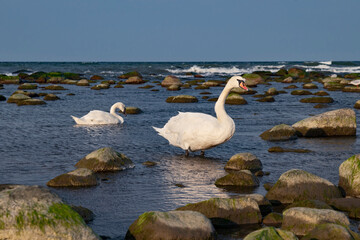 couple of Baltic swans