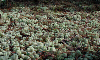 a field of deer moss lichen (Cladonia evansii) growing natural in central Florida sandhill scrub habitat