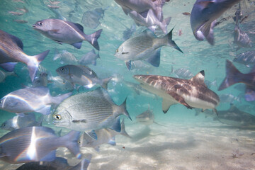 A blacktip reef sharks swimming above a school of fish with sunbeams slanting through the blue water background.
