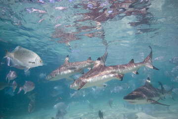 A blacktip reef sharks swimming above a school of fish with sunbeams slanting through the blue water background.
