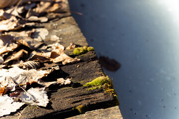 old wood covered with moss