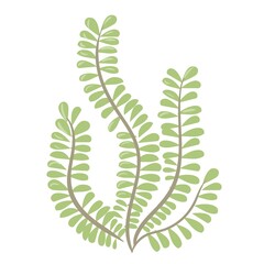Marine plants. Seaweed. Plants for the aquarium. Vector illustration isolated on white background.