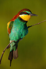 European bee-eater, merops apiaster, singing on bough in summer sunlight. Colorful bird sitting on twig in green environment. Wild feathered animal calling on branch.