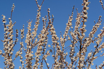 blooming cherry tree in the garden in spring