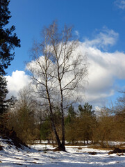 Fototapeta premium trees in winter