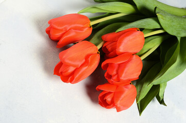 Obraz premium A bouquet of five tulips on a textured abstract background.
