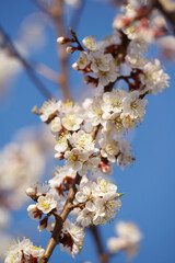 blooming cherry tree in the garden