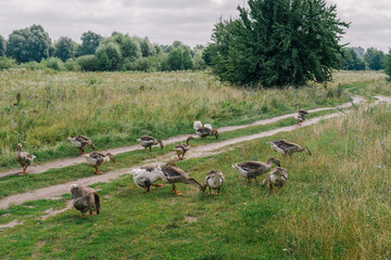 Group of cute young brown domestic geese walking and eating fresh grass outside in green sunny...