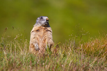 Naklejka na ściany i meble Alpine marmot, marmota marmota, standing on rear legs and looking out for danger on horizon. Wild animal with brown fur sniffing in grass from front view with copy space. Mammal on meadow.