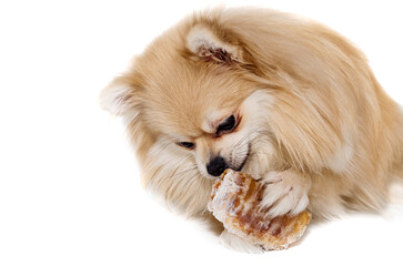 The dog chews on a bone. The Pomeranian eats a dog bone. Food