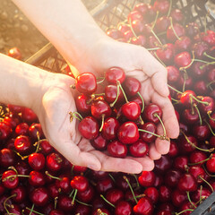 Farmer holds freshly picked red cherries in a box. Fresh organic fruits. Summer harvest. Selective...