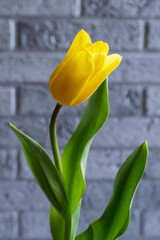 Yellow tulip on a gray background. Close-up.