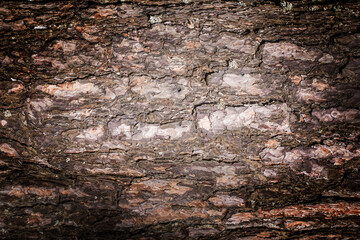 Old pine tree bark texture