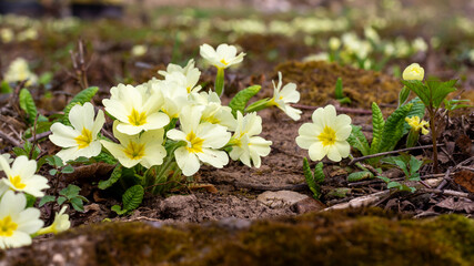 Yellow primrose flower in early spring