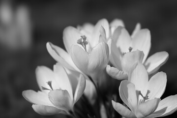 Obraz premium white crocus flowers