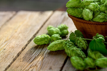 Old wooden rustic table surface with fresh green hops.