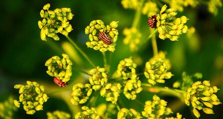 Insects on a plant on a green background