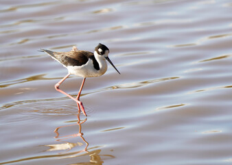 Black-necked Stilt